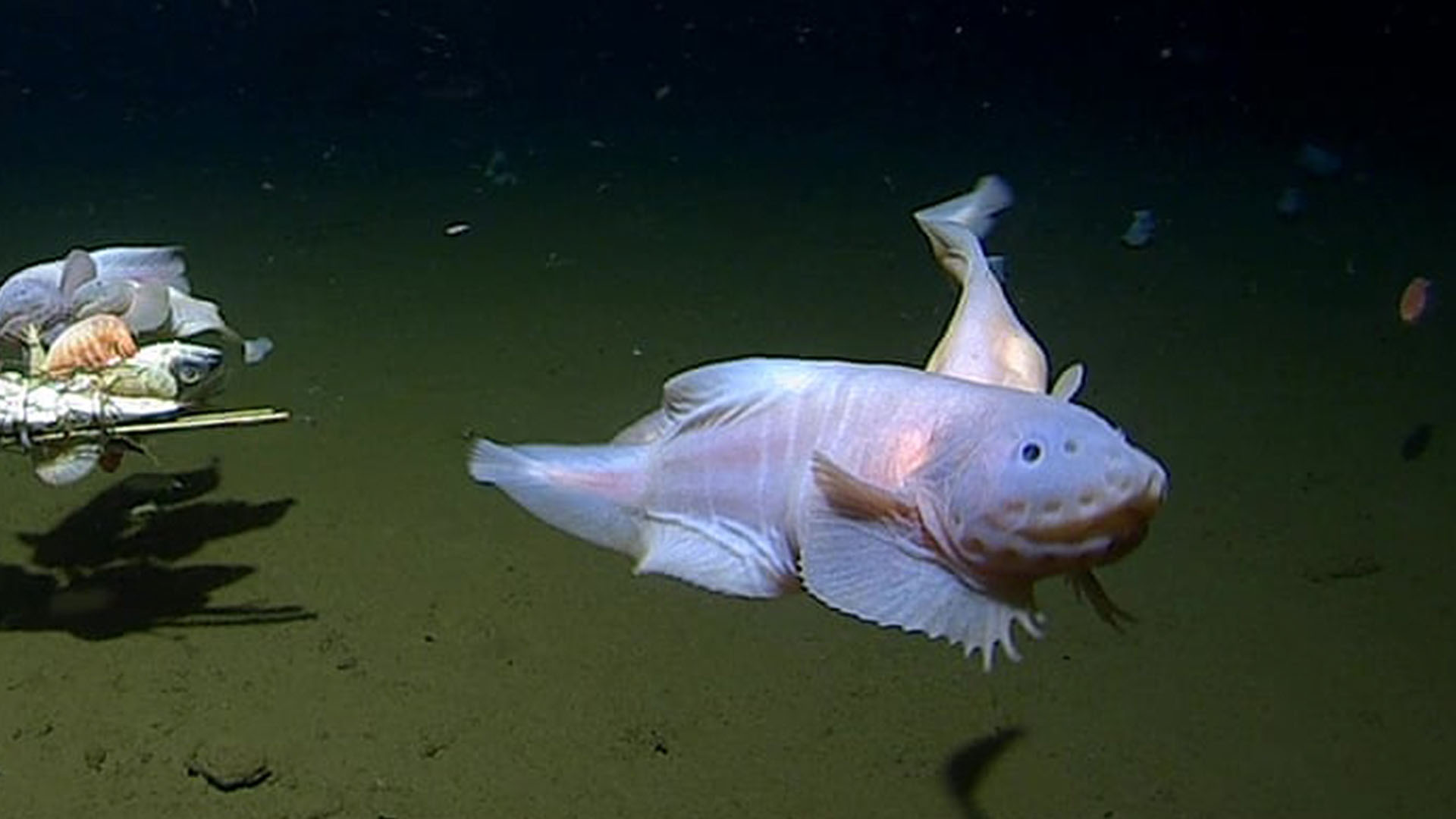 Scientists find deepest fish ever recorded at 8,300 metres underwater near Japan